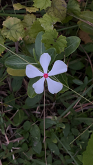 Catharanthus roseus
