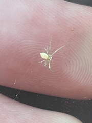 Misumessus oblongus