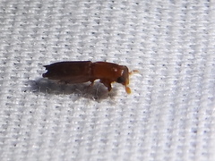 Euplatypus compositus