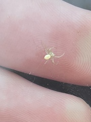 Misumessus oblongus