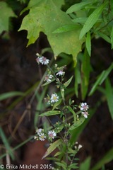 Symphyotrichum lateriflorum lateriflorum