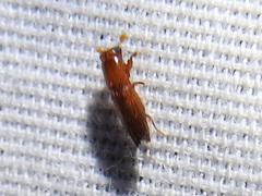 Euplatypus compositus