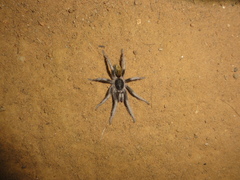 Catanduba flavohirta