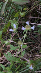 Richardia grandiflora