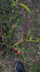 Euphorbia cyathophora