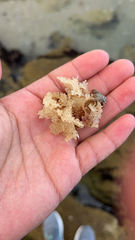 Chondrus crispus