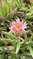 Carpobrotus chilensis