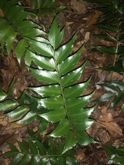 Cyrtomium falcatum