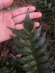 Cyrtomium falcatum