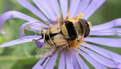 Palpada pusilla