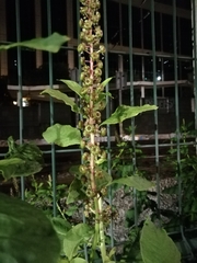 Phytolacca heterotepala