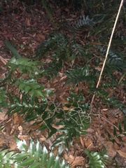 Cyrtomium falcatum