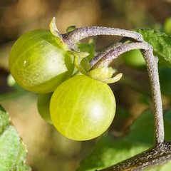 Solanum nigrum nigrum