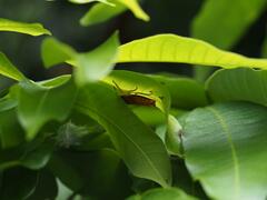 Tessaratoma papillosa