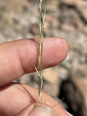 Bouteloua aristidoides