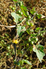 Solanum nigrum nigrum