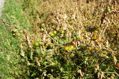 Solanum nigrum nigrum