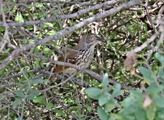 Toxostoma longirostre