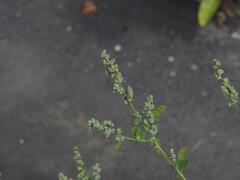 Chenopodium ficifolium