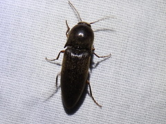 Diplostethus