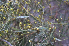 Cassytha pubescens