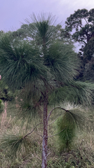 Pinus elliottii densa