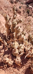 Tephrocactus articulatus