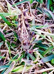 Hippiscus ocelote