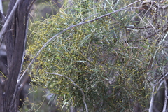 Cassytha pubescens