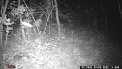Leporidae