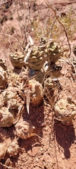 Tephrocactus articulatus