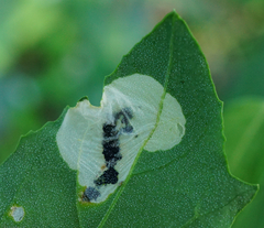 Chrysoesthia sexguttella