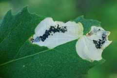 Chrysoesthia sexguttella