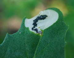 Chrysoesthia sexguttella