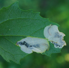 Chrysoesthia sexguttella