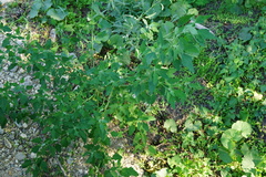 Chrysoesthia sexguttella