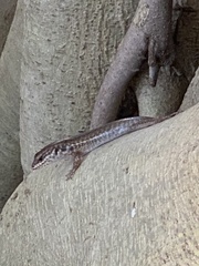 Concinnia sokosoma