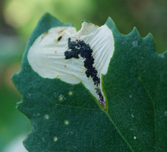 Chrysoesthia sexguttella