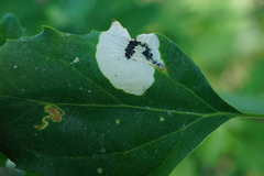 Chrysoesthia sexguttella