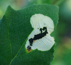 Chrysoesthia sexguttella