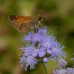 Polites themistocles