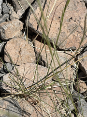 Bouteloua aristidoides