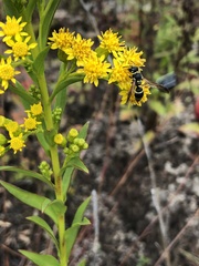 Ancistrocerus catskill