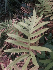 Onoclea sensibilis