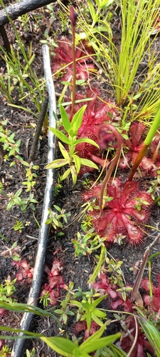 Drosera slackii