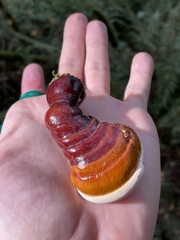 Ganoderma oregonense