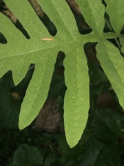 Onoclea sensibilis