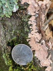 Peniophora incarnata