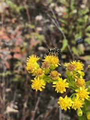 Ancistrocerus catskill