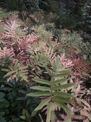 Onoclea sensibilis